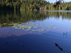 langley diving sasamat debris